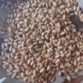 Cooksnap dari Titik Handayani untuk resep Kacang bawang gurih renyah