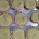 Cooksnap dari Lintang Candra untuk resep Cupcake Susu Keju