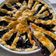 Cooksnap dari Arlene Asyarie untuk resep Blueberry pie