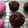 El cooksnap de Bibi García cuando hizo Muffins de calabaza y chocolate 🎃🍫🤩.