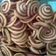 Cooksnap dari Bunda Arfa untuk resep Kuping Gajah Renyah Empuk #step_by_step