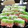Cooksnap dari RM_cooks untuk resep Lapis Singkong Pelangi