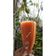 Cooksnap dari Devin untuk resep Papaya Pineapple Carrot Juice