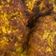 کوک اسنپ shadi mirzabeigi بعد از امتحان کردن کتلت سویا و کدو سبز zucchini and soybean fritters.