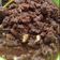 Cooksnap dari Devi Hadiati untuk resep Daging lapis bumbu jadul