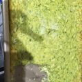 El cooksnap de Gabriela Perelló cuando hizo * Fainá de zapallitos*.