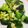 馴獸師在廚房 的 【家樂福廚房】高鈣料理》蒜炒綠花椰菜 cooksnap