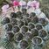 Cooksnap dari Vannyvega untuk resep Brownies Coklat Bakar/Kukus