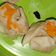 Cooksnap dari nurcholifah untuk resep Dimsum Somay (ayam udang)
