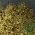 Cooksnap dari Risqi Rahayu untuk resep Bothok Oemah Tawon (Bothok Sarang Lebah)