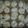 myhoney's cooksnap of when they made skye's easy lemon drop cookies.