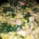 Cooksnap dari Princes Gladisha untuk resep Tumis sawi,jagung manis dan bakso