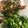 Mima Simbolon's cooksnap of when they made Salmon with Basil Sauce.