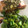 Mima Simbolon's cooksnap of when they made Salmon with Basil Sauce.