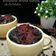 Cooksnap dari Dikta Karlina (ArKitchen) untuk resep Bolu mug coklat simple (no mixer)