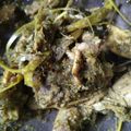 Cooksnap dari Ferda Nia untuk resep Ayam Cabe ijo Ala Dapur Asix