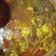 Cooksnap dari Renate Amelia untuk resep Tongseng Kikil Kambing tanpa santan