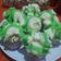 Cooksnap dari Ningsih untuk resep Bolu Kukus Mekar Ketawa (Tanpa Soda)