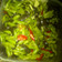 Cooksnap dari maesyaroh aza untuk resep Tumis Buncis jamur kuping