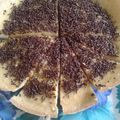 Cooksnap dari via destiny untuk resep Martabak Manis Teflon (Keju)