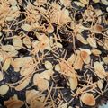 Cooksnap dari Zheranika untuk resep Brownies Jadul Enak