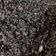 El cooksnap de Merche Muñoz del Valle cuando hizo Arroz negro con ali oli.