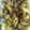 Cooksnap de Viktoria sur la recette Poireaux vinaigrette aux fines herbes