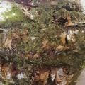 Cooksnap dari Ginna untuk resep Ikan Kembung Cabe ijo