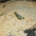 Laxmi Kailash's cooksnap of when they made சிம்பிள் கோதுமை ரவா உப்புமா வித் தேங்காய் சட்னி.