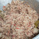 Cooksnap dari amelia rizqiana untuk resep Megono khas pekalongan