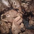 El cooksnap de Ana Barco cuando hizo Chuletas de cordero al ajillo.