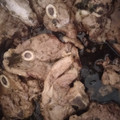 El cooksnap de Ana Barco cuando hizo Chuletas de cordero al ajillo.