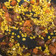 Blair Webster-Urton's cooksnap of when they made Sweet potato maple bacon hash.