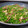 El cooksnap de Becky cuando hizo Guisantes salteados con jamón serrano.