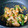 Sih-Ting Huang 的 宮保雞丁 cooksnap