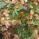 Cooksnap dari milla sustika untuk resep Tempe Penyet Kemangi Sambal Mentah