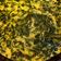 Cooksnap dari Nila Aviana untuk resep Sayur Santan Daun Singkong