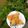 Rukayya Jarma's cooksnap of when they made Samosa.