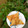 Rukayya Jarma's cooksnap of when they made Samosa.