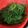 Cooksnap dari Fitria Nada untuk resep Daun Singkong Rebus (Tips agar Empuk & tetap Hijau)