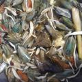 Cooksnap dari Rofi Lailatul Fitria untuk resep Kerang Hijau (tebalan) Kuah Pedas Segeerrr