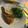 El cooksnap de Patricia Ruiz Garcia cuando hizo Lenguado a la meunière.