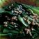 Cooksnap dari Ctie Mulyanah untuk resep Pokcoy Bawang Putih