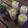 El cooksnap de mis-cocteles cuando hizo Piña colada clásica.