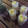 El cooksnap de mis-cocteles cuando hizo Piña colada clásica.