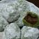 Cooksnap dari Henny l_tobing untuk resep Mochi Isi Kacang Tanah