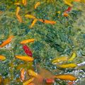 Cooksnap dari Anang Handoko untuk resep Gulai Daun Singkong dan Tahu