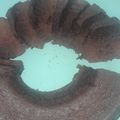 Cooksnap dari Mm onel untuk resep Brownies chocolatos kukus