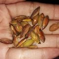 Cooksnap dari Bintu Yusuf untuk resep Kwaci Biji Labu Kuning