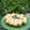 Cooksnap dari DYAH untuk resep Pukis #DEBM